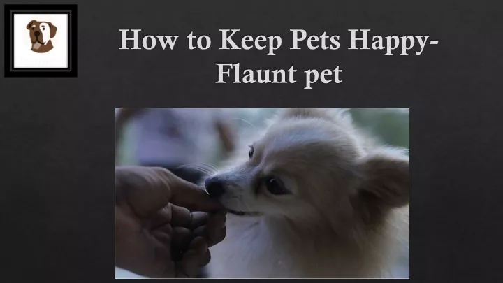 how to keep pets happy flaunt pet
