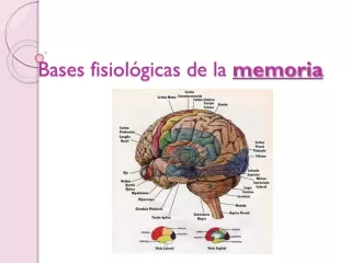 BASES FISIOLOGICAS DE LA MEMORIA