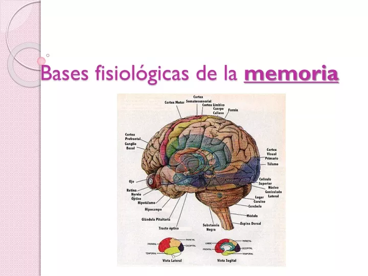 bases fisiol gicas de la memoria