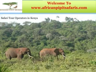 Safari Tour Operators in Kenya