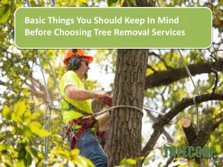 Basic Things You Should Keep In Mind Before Choosing Tree Removal Services