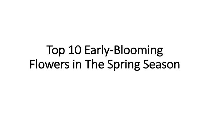 top 10 early top 10 early blooming flowers