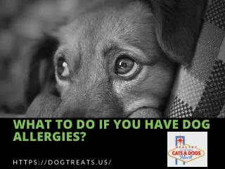 What to do if you have dog allergies?