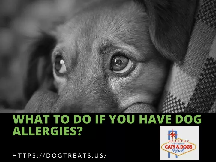 what to do if you have dog allergies