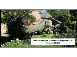 Hire Professional Tree Removal Specialists In Huntersville NC