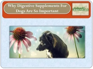 Why Digestive Supplements For Dogs Are So Important