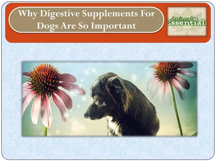 why digestive supplements for dogs
