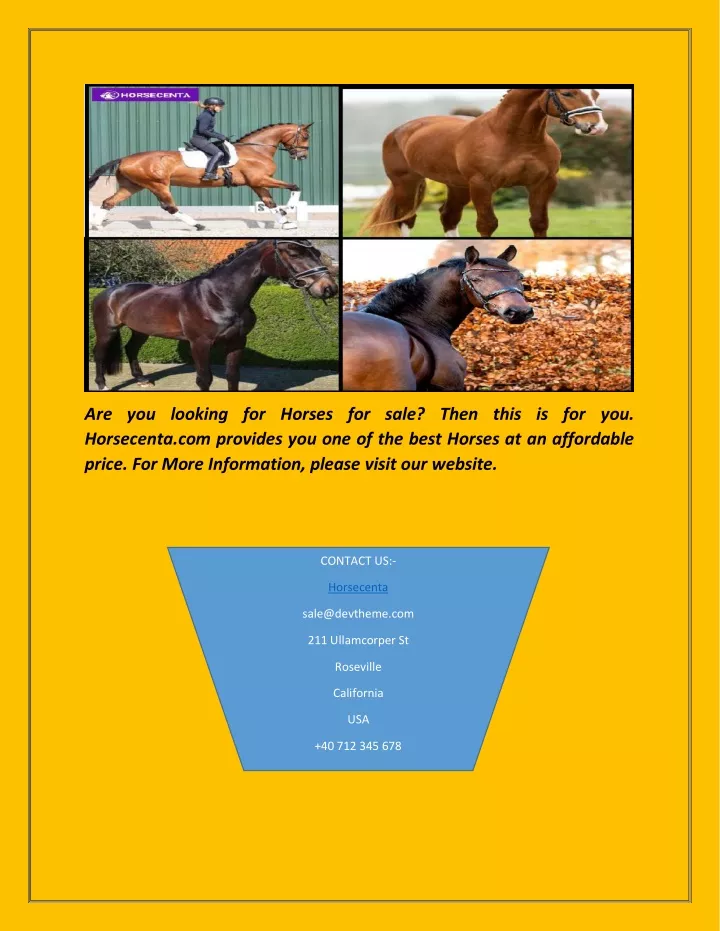 are you looking for horses for sale then this