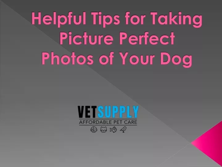 helpful tips for taking picture perfect photos of your dog