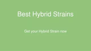 Best Hybrid Strains | THC Marijuana Store