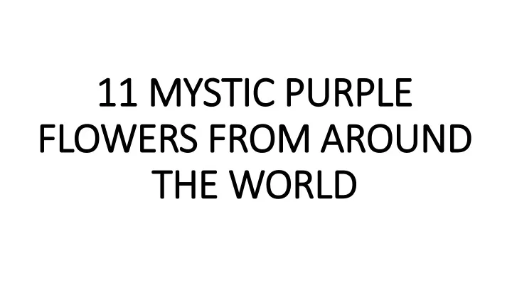 11 mystic purple 11 mystic purple flowers from