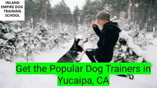 Affordable & Popular Dog Trainers Service | Yucaipa, CA