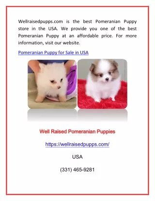 Pomeranian Puppy for Sale in USA | Wellraisedpupps.com