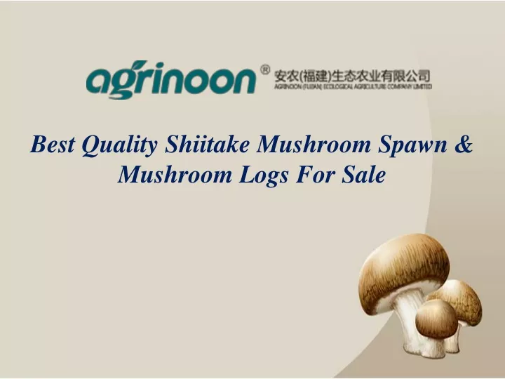 best quality shiitake mushroom spawn mushroom