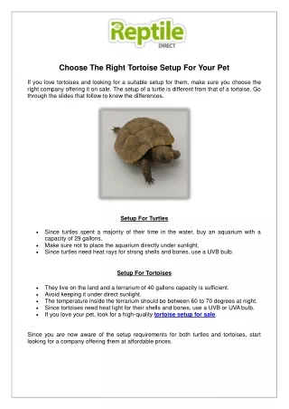 Choose The Right Tortoise Setup For Your Pet