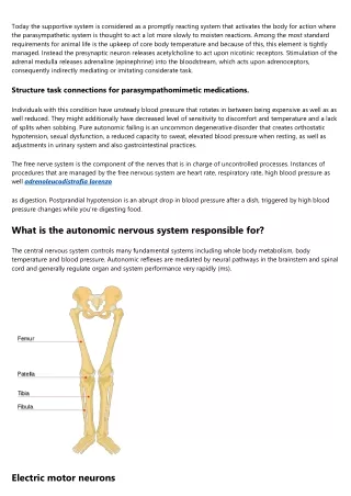 Features of the Autonomic Nerves