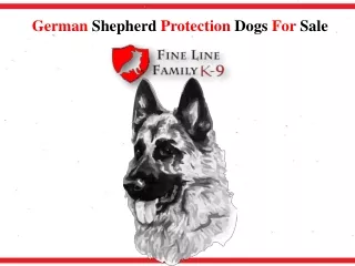 German Shepherd Protection Dogs For Sale - Fine Line Family K-9