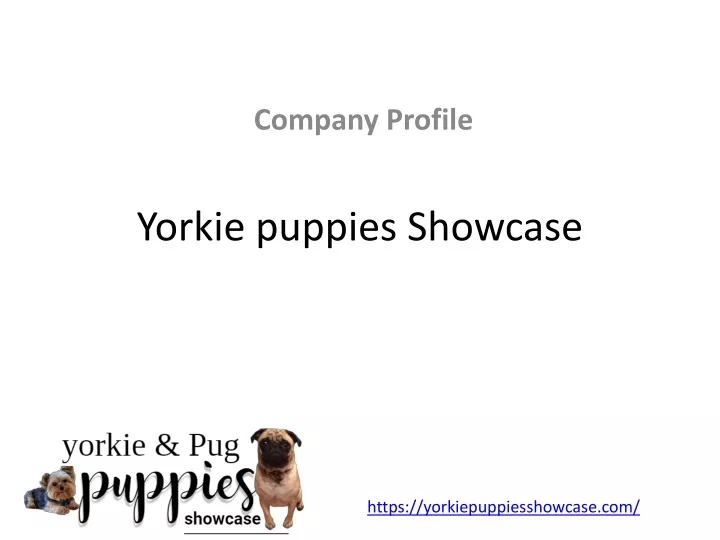 yorkie puppies showcase