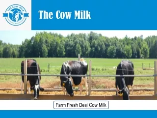 Looking for Farm Fresh Cow Milk in Gurgaon| The Cow Milk