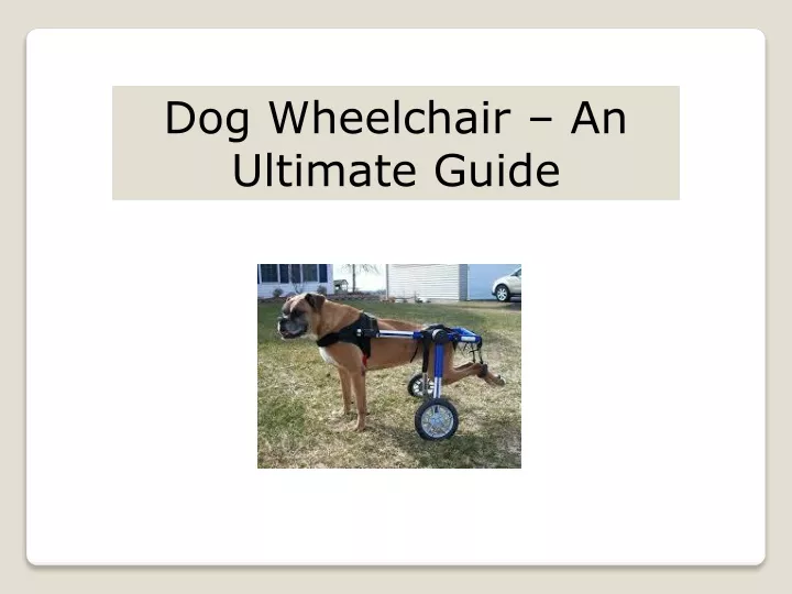 dog wheelchair an ultimate guide