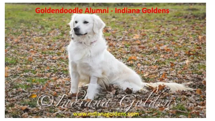 goldendoodle alumni indiana goldens