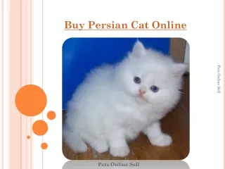 Buy a beautiful and adorable Persian Cat Online at an affordable price. Here you can buy all breeds of Kitten On Sale.