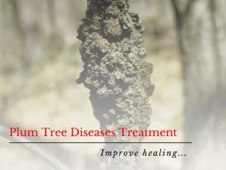 Plum tree diseases treatment-Contact Black Knot Be Gone