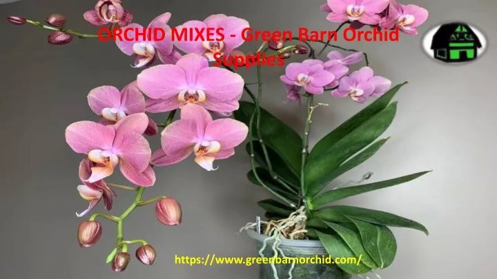 orchid mixes green barn orchid supplies