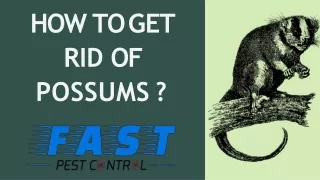 HOW TO GET RID OF POSSUMS ? | FAST PEST CONTROL