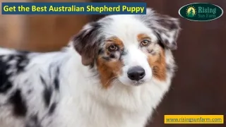 get the best australian shepherd puppy