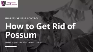How to Get Rid of Possum