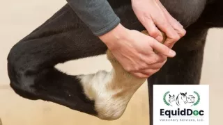 Lameness Exam for Horses on the Farm | Mobile Veterinary Services Near Me