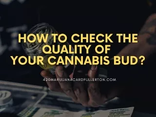 How To Check The Quality Of Your Cannabis Bud?