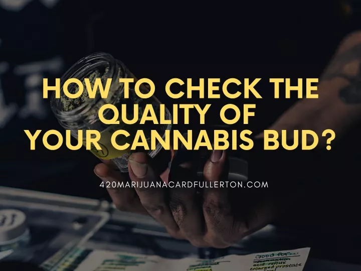 how to check the quality of your cannabis bud