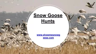 Snow Goose hunt