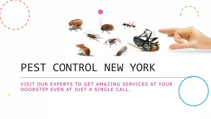 pest control new york