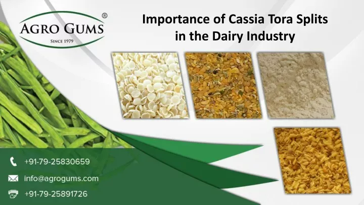 importance of cassia tora splits in the dairy