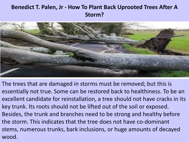 benedict t palen jr how to plant back uprooted trees after a storm