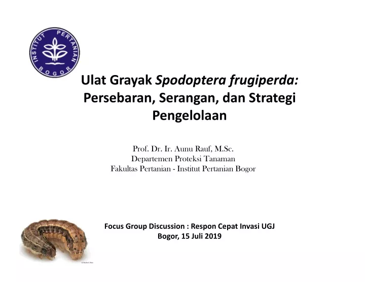 ulat grayak spodoptera frugiperda persebaran