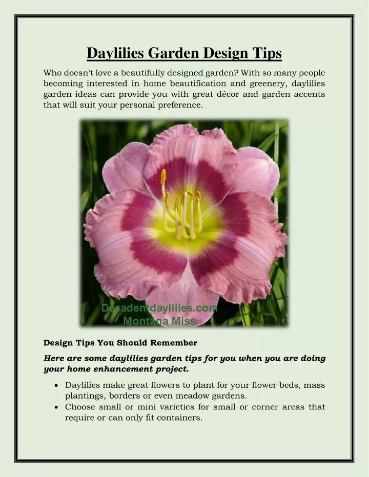 daylilies garden design tips
