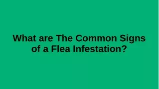 What are the common signs of a flea infestation?