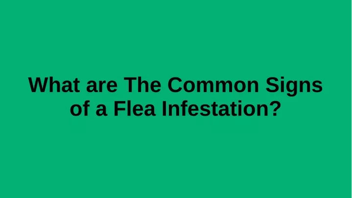 what are the common signs of a flea infestation
