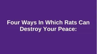 Four ways in which rats can destroy your peace: