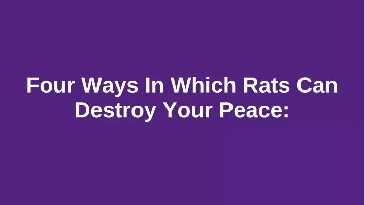 four ways in which rats can destroy your peace