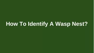 How to identify a wasp nest?
