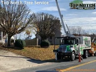 emergency tree removal company in Fredericksburg.